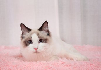 小狐狸钱包官方网站入口